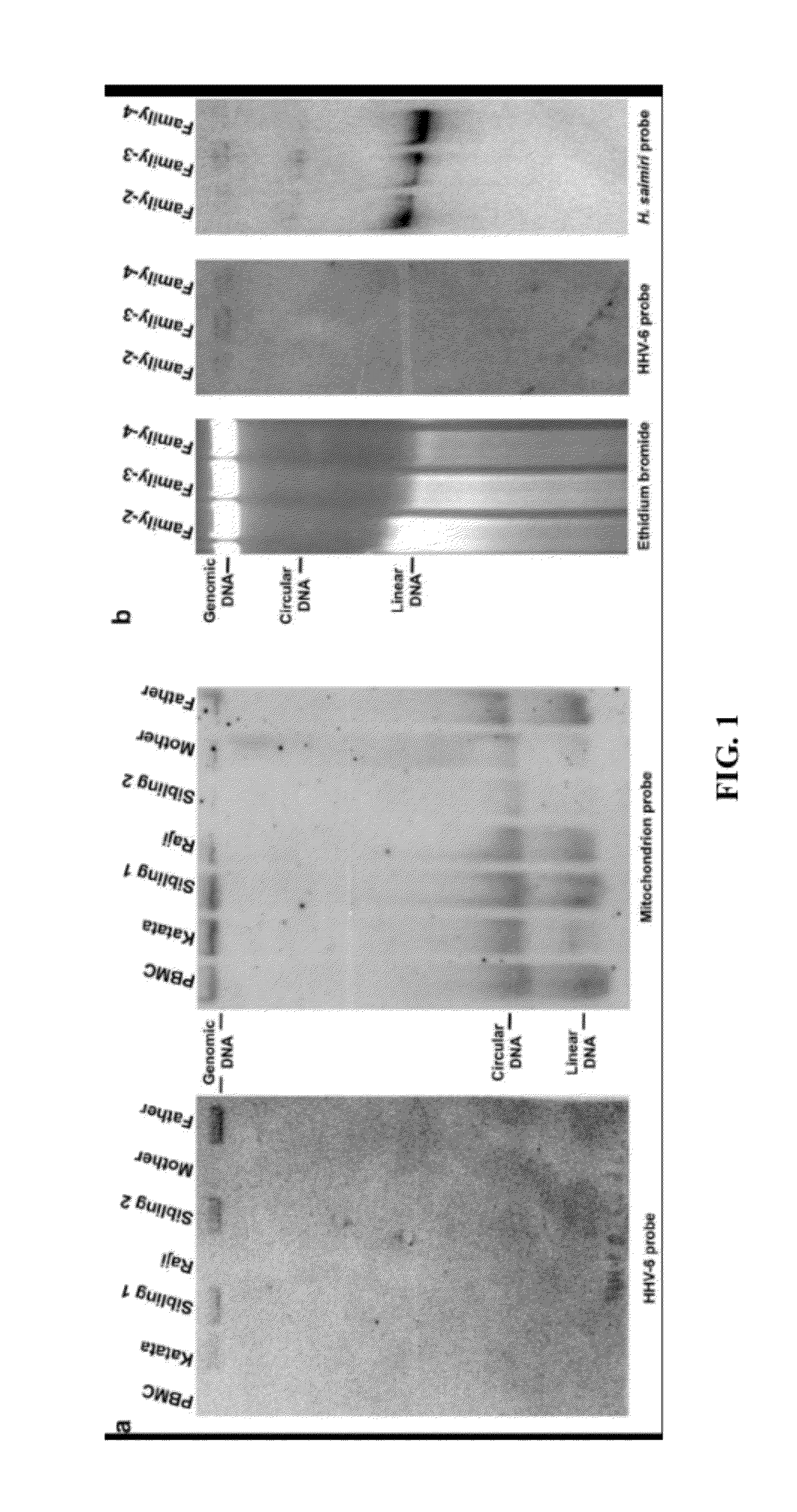 Materials and methods for determining subtelomere DNA sequence