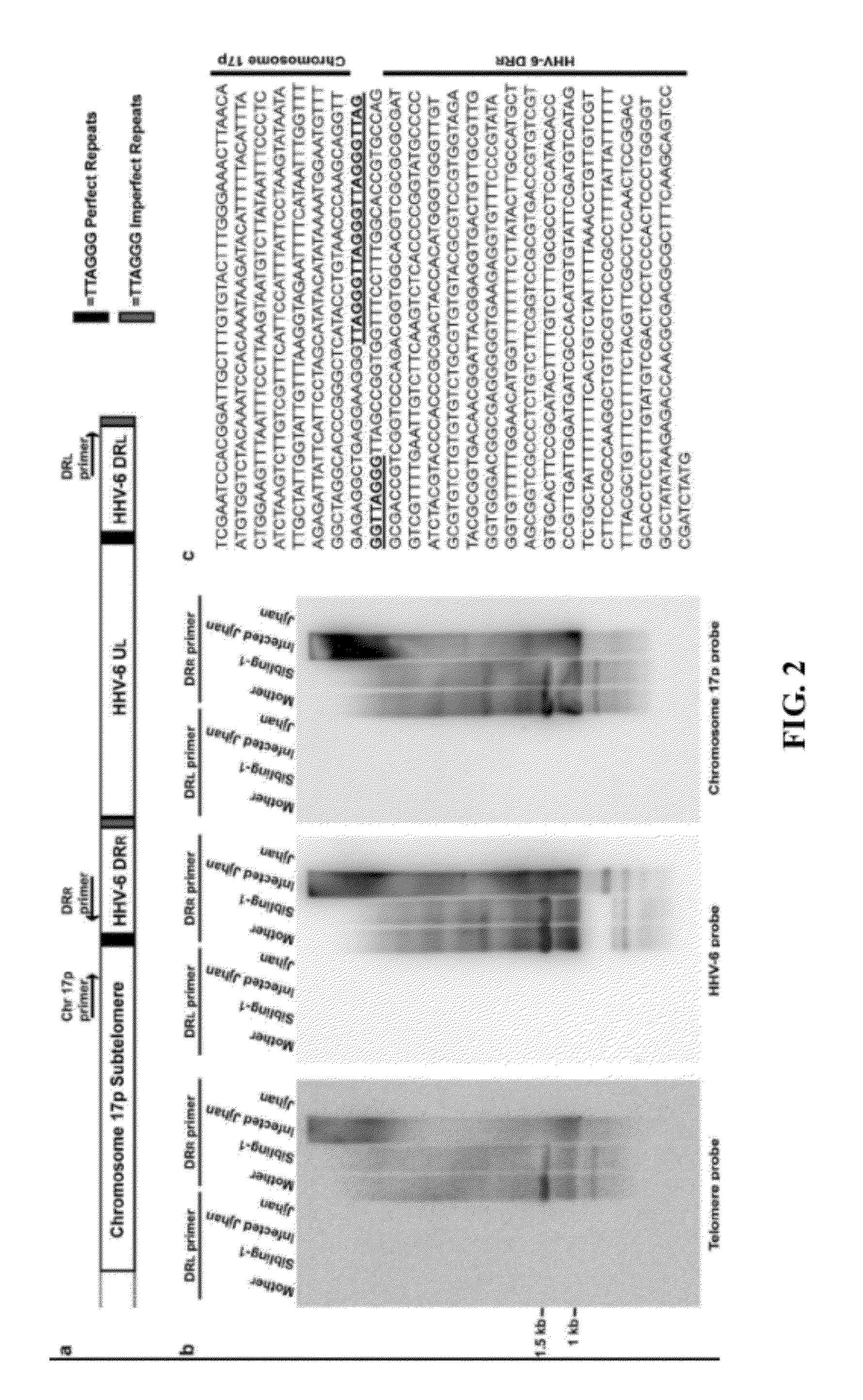 Materials and methods for determining subtelomere DNA sequence