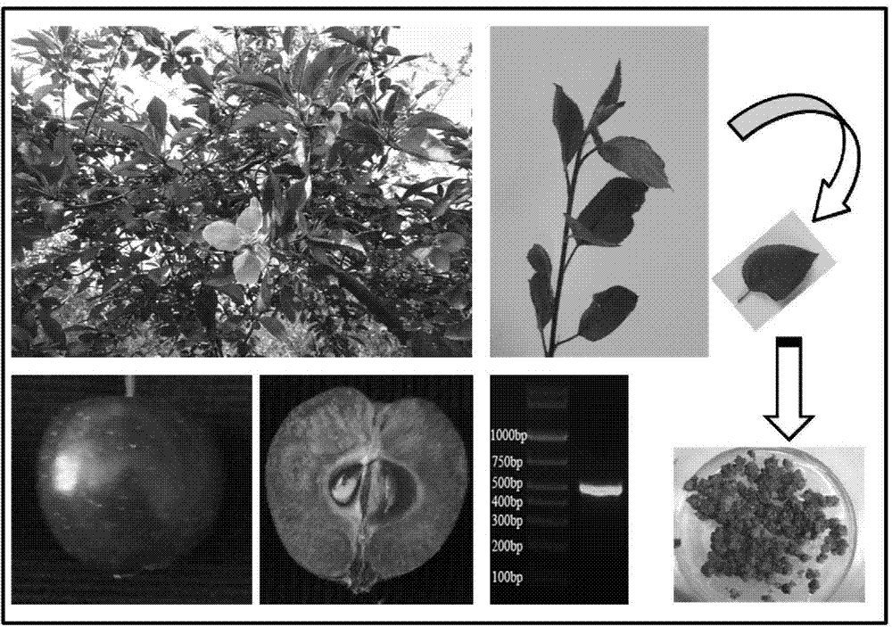 Production of apple flavonoids by using tissue culture method