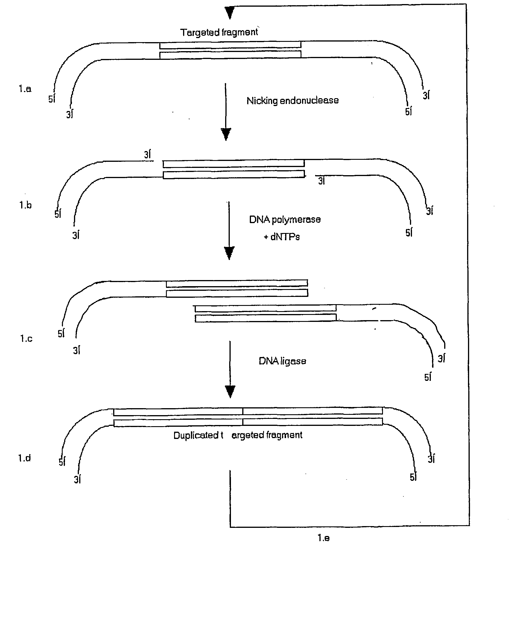 Concatenated nucleic acid sequence