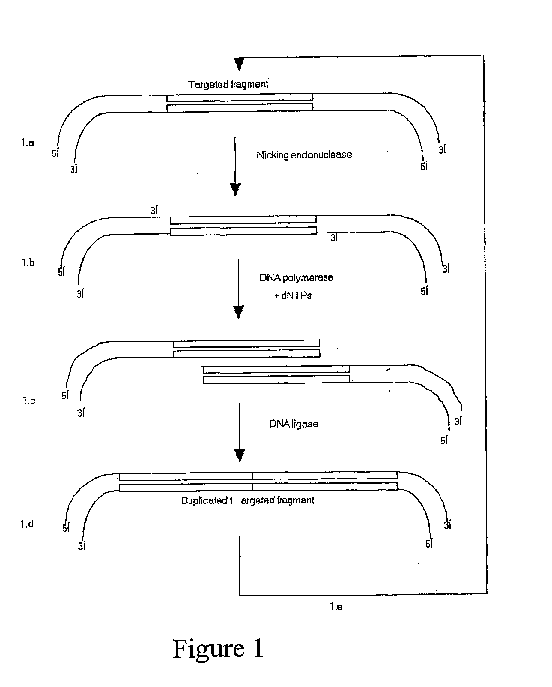 Concatenated nucleic acid sequence