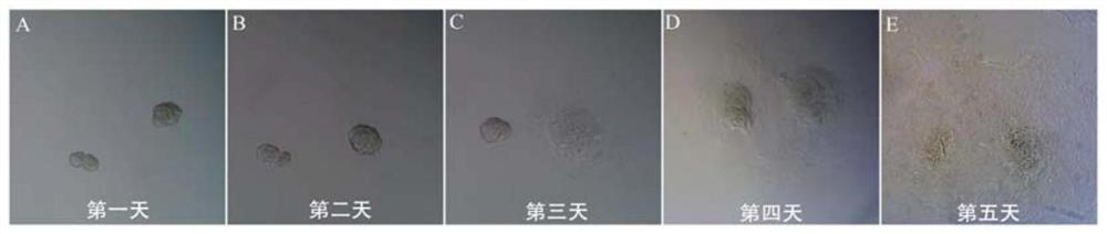 Taste substance response evaluation method based on in-vitro monolayer cultured taste cells