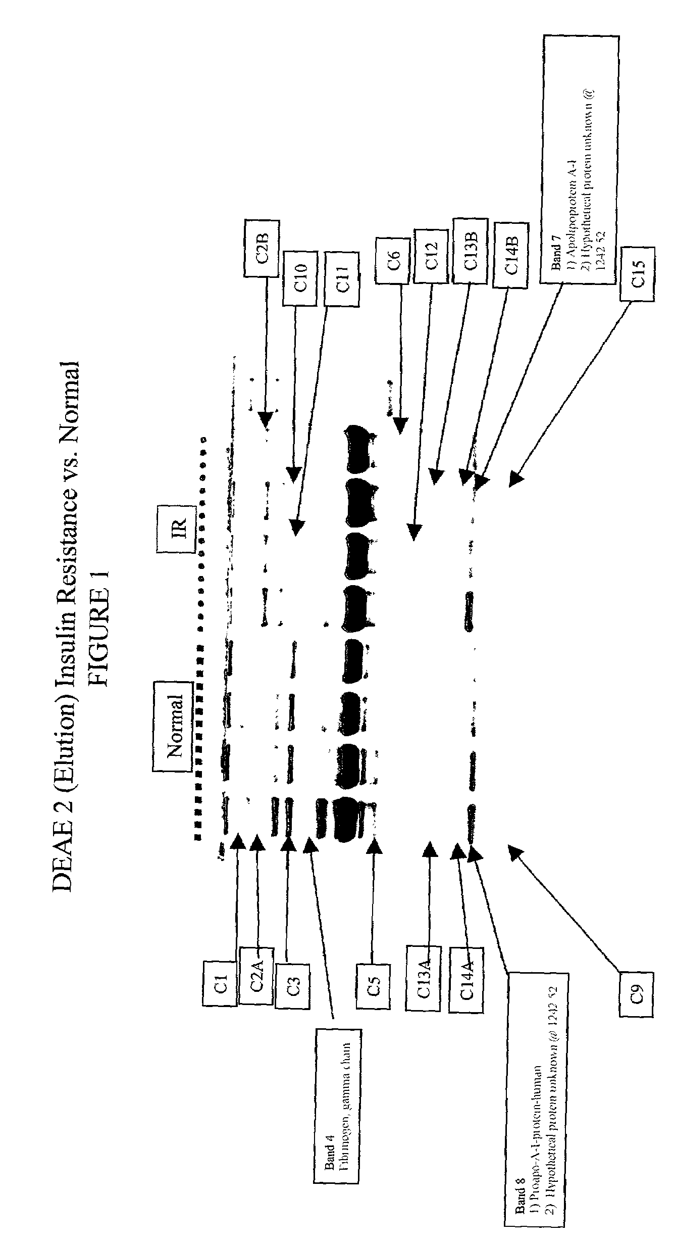 Protein biopolymer markers predictive of insulin resistance