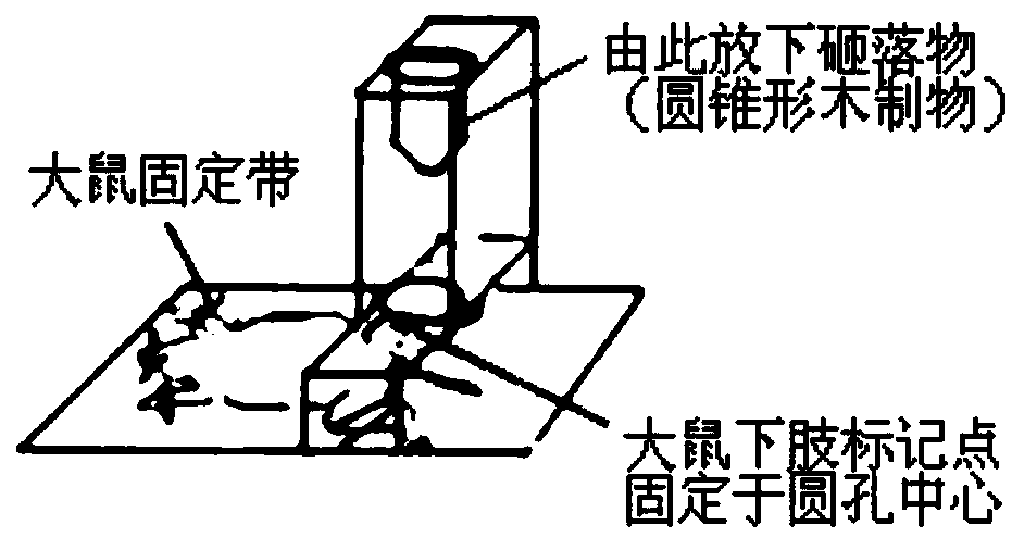 Construction method of rat muscular fasciae trigger point model