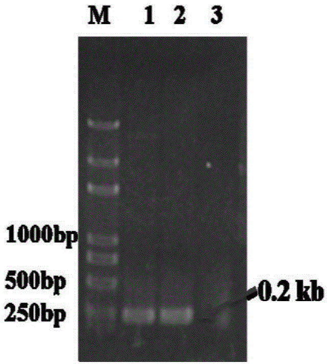 Sequential enzyme surface co-display system and use thereof