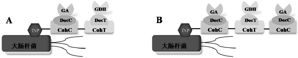 Sequential enzyme surface co-display system and use thereof