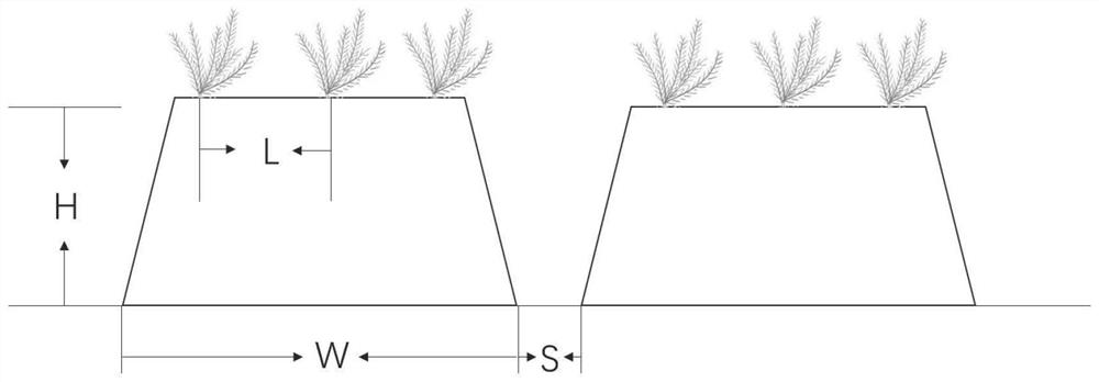 A method for large-scale seedling cultivation of velvet grass