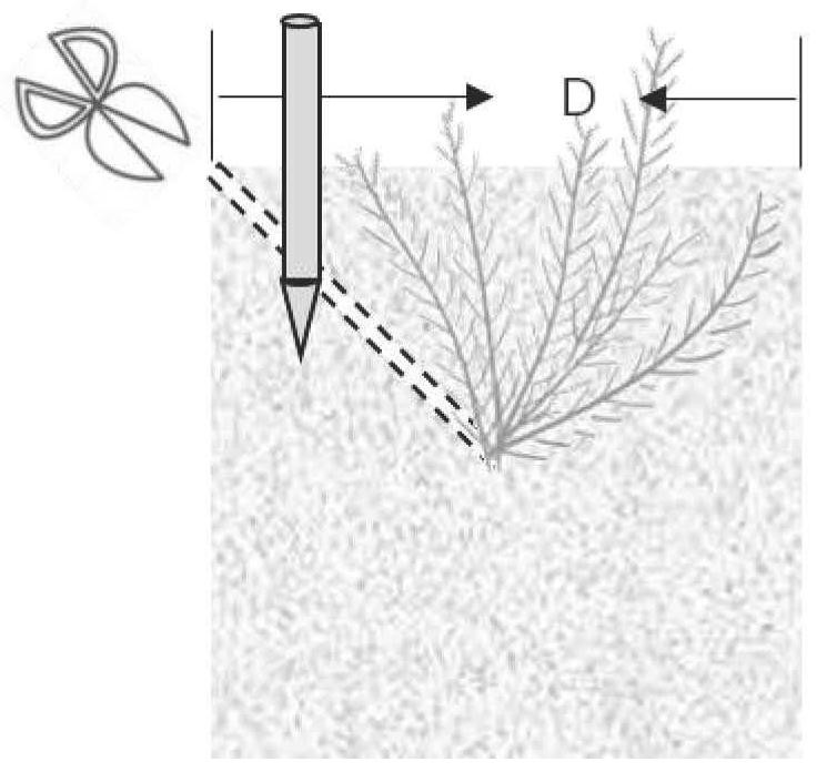 A method for large-scale seedling cultivation of velvet grass