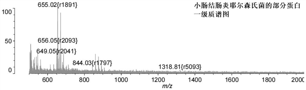 Detection method for rapidly distinguishing yersinia enterocolitica from yersinia intermediary