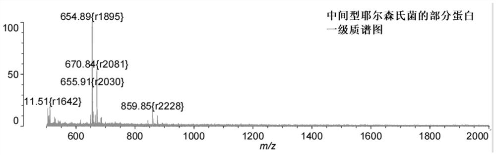 Detection method for rapidly distinguishing yersinia enterocolitica from yersinia intermediary