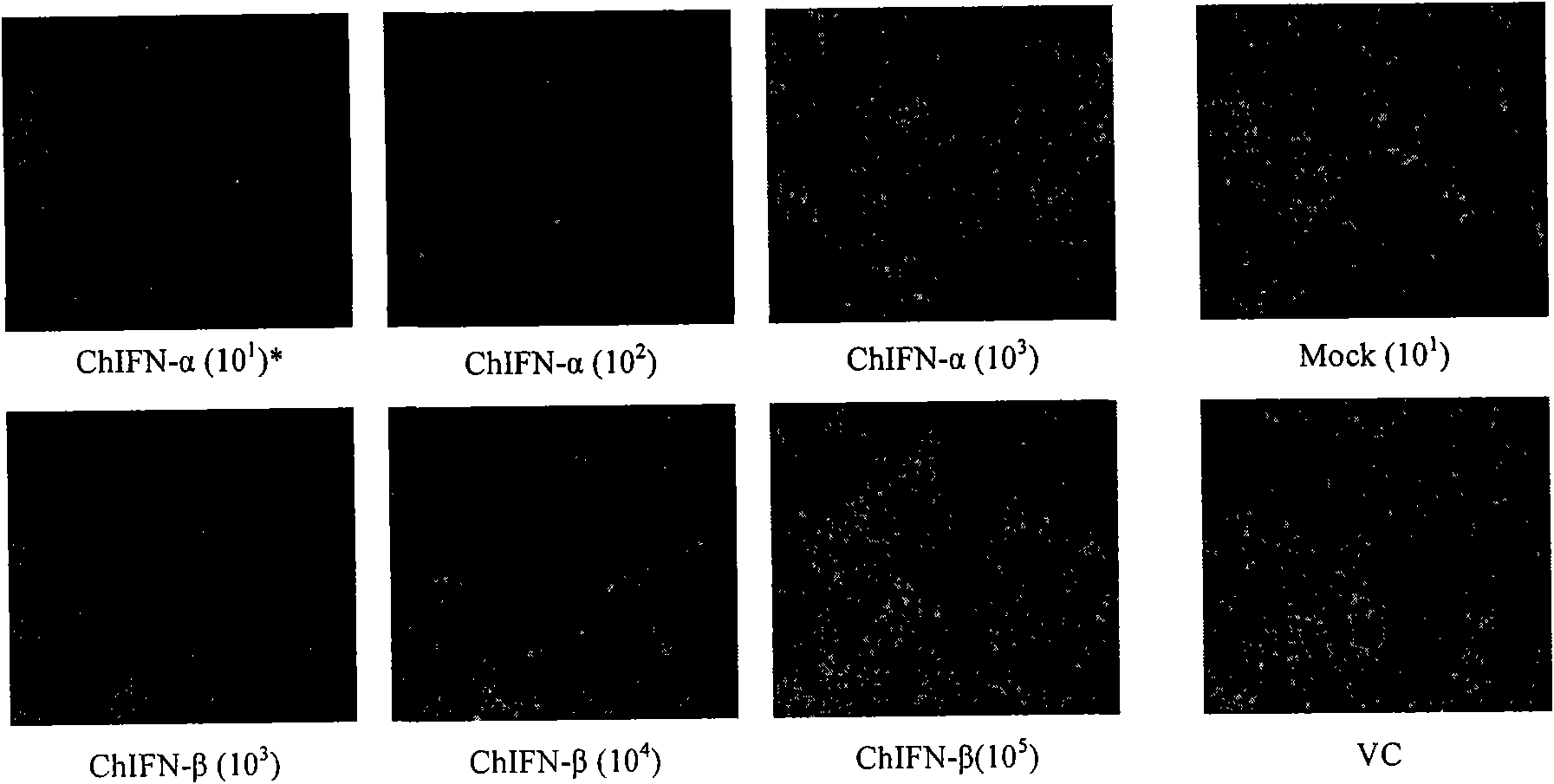 Cell line for detecting I type interferon biological activity and application thereof