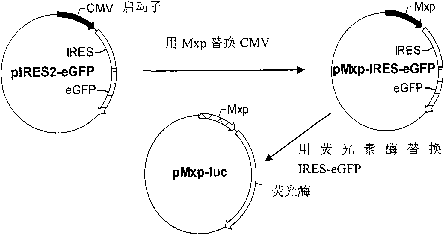 Cell line for detecting I type interferon biological activity and application thereof