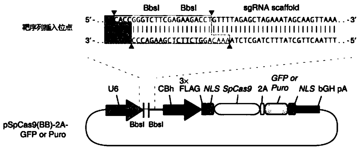 A method for constructing sgRNA sequence for knocking out human cyp2e1 gene, cyp2e1 gene deletion cell line and its application