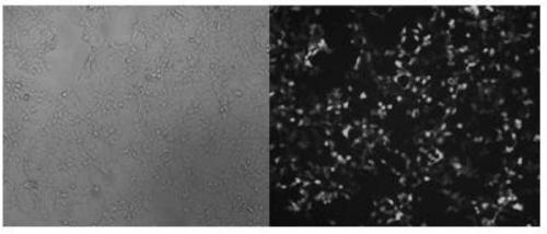 A method for constructing sgRNA sequence for knocking out human cyp2e1 gene, cyp2e1 gene deletion cell line and its application