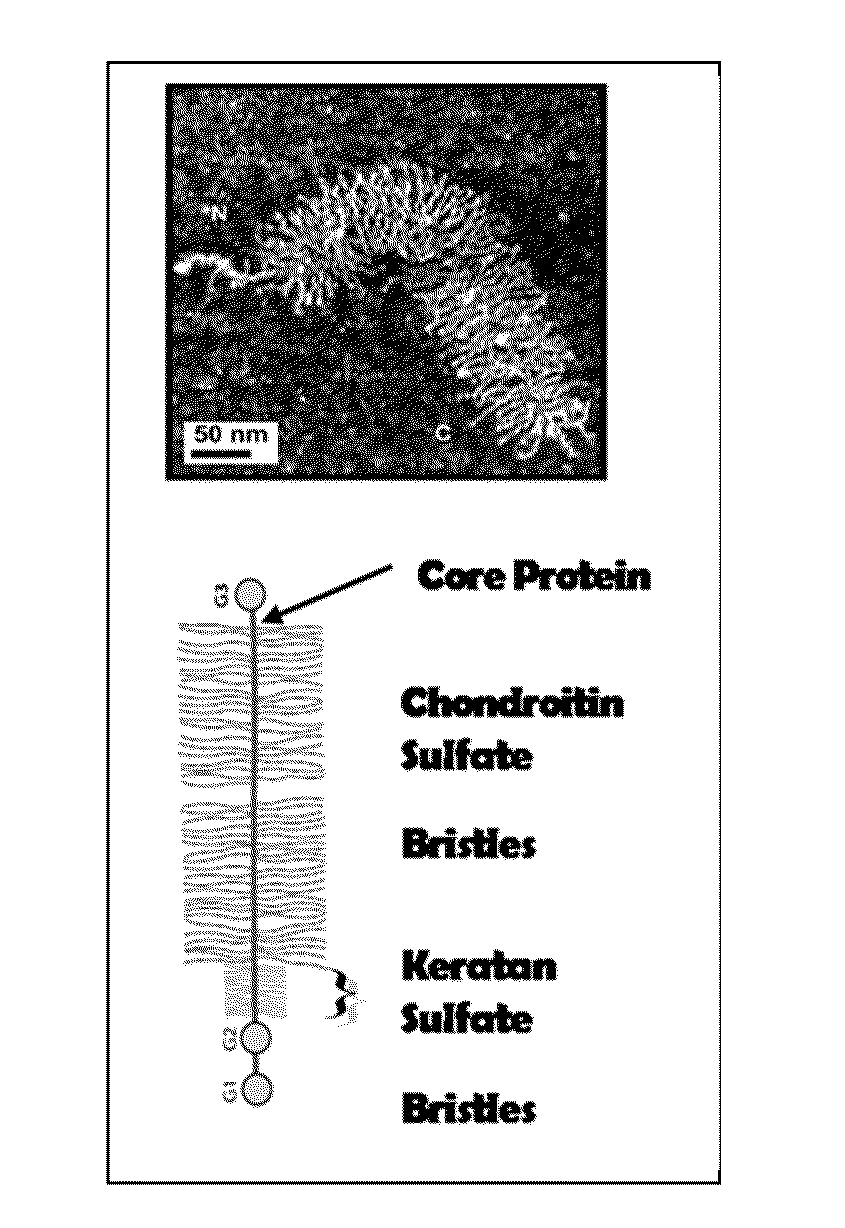 Compositions and Methods for Treating a Disorder or Defect in Soft Tissue