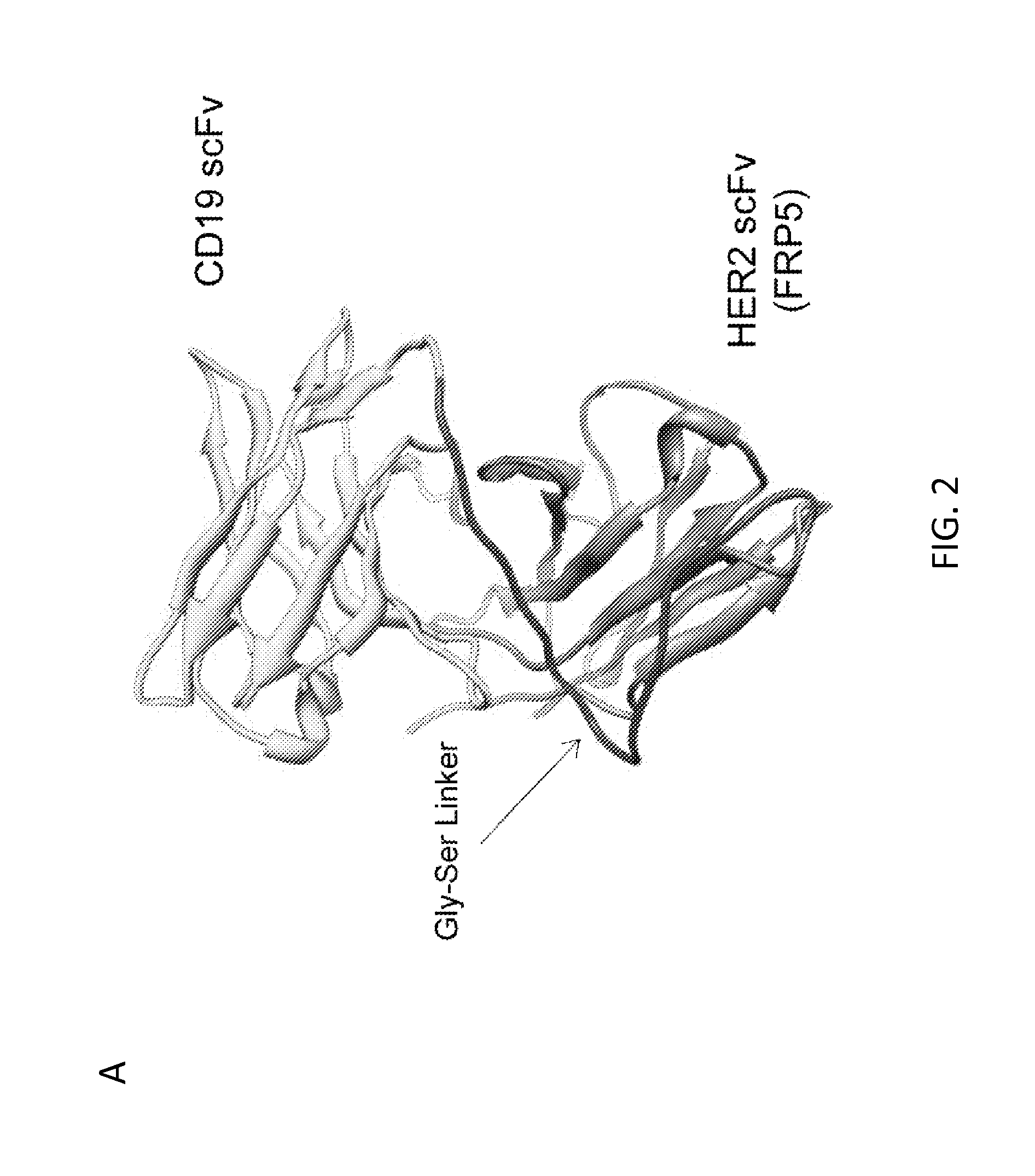 Chimeric antigen receptor for bispecific activation and targeting of t lymphocytes