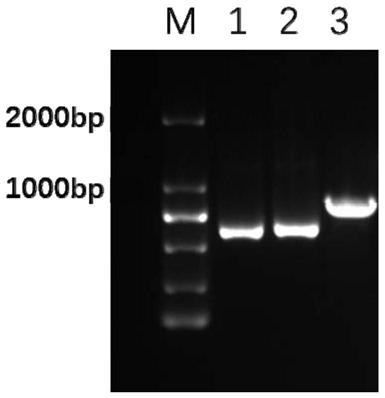 A method for eliminating multi-copy plasmids in Salmonella using suicide vectors