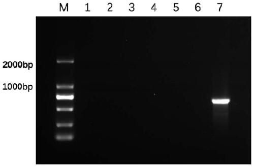 A method for eliminating multi-copy plasmids in Salmonella using suicide vectors