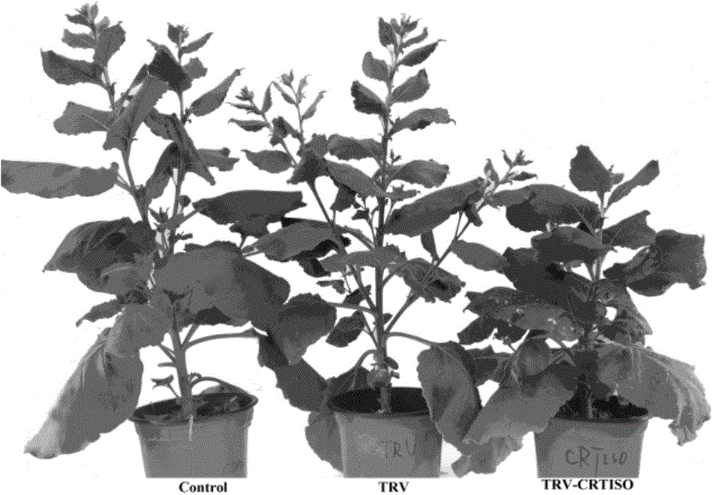 Tobacco carotenoid isomerase gene and is application