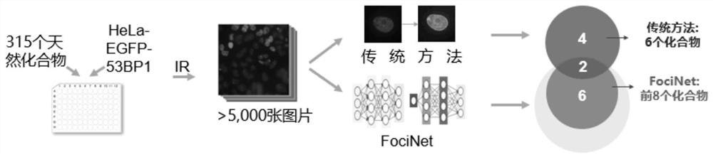 A method for high-throughput screening of DNA damage response inhibitors