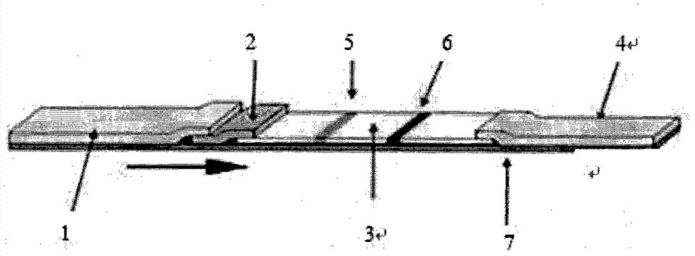 Test strip for detecting HIV antibodies in spittle and preparation method thereof