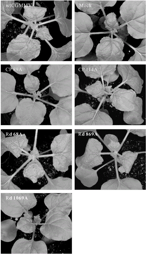 Selection of cucumber green mottle mosaic virus low virulent strain line and application of cucumber green mottle mosaic virus low virulent strain line in cross protection