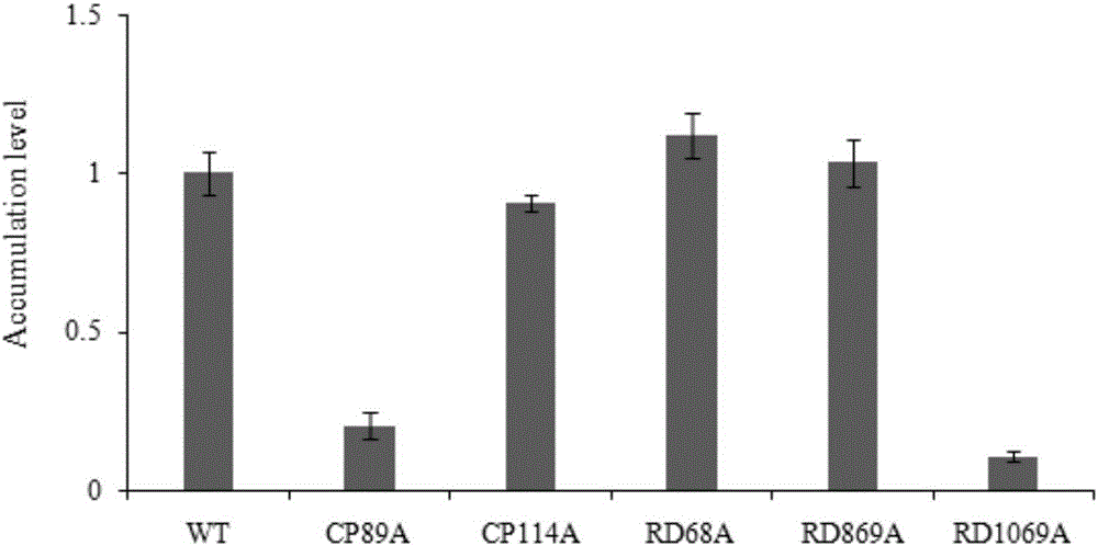 Selection of cucumber green mottle mosaic virus low virulent strain line and application of cucumber green mottle mosaic virus low virulent strain line in cross protection