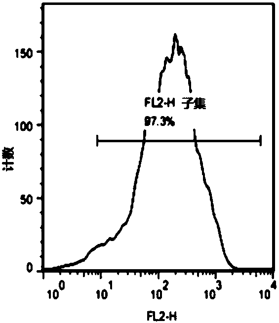 Preparation method of clinical-grade neural stem cell