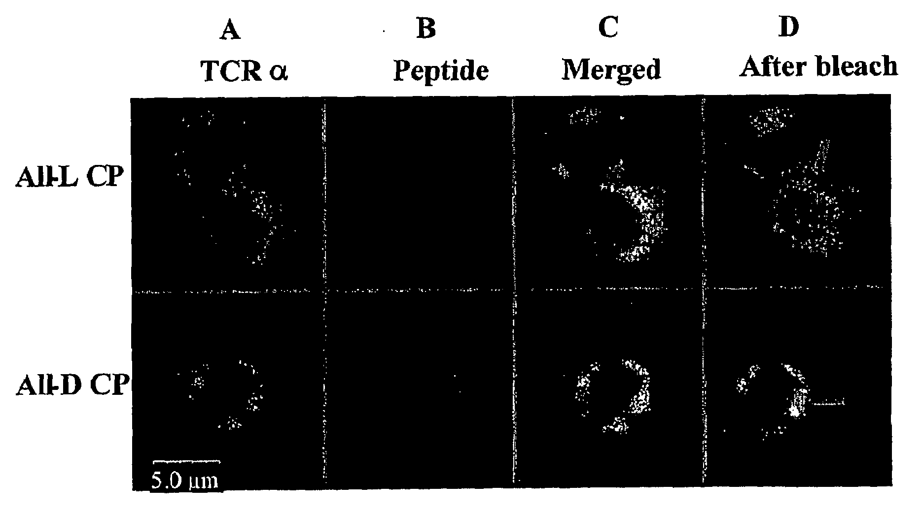 Diastereomeric peptides for modulating t cell immunity