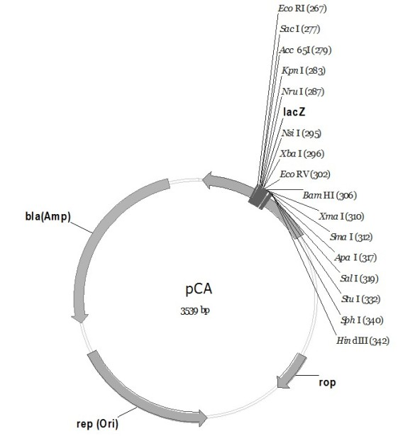 PC series plasmid as well as construction method and application thereof