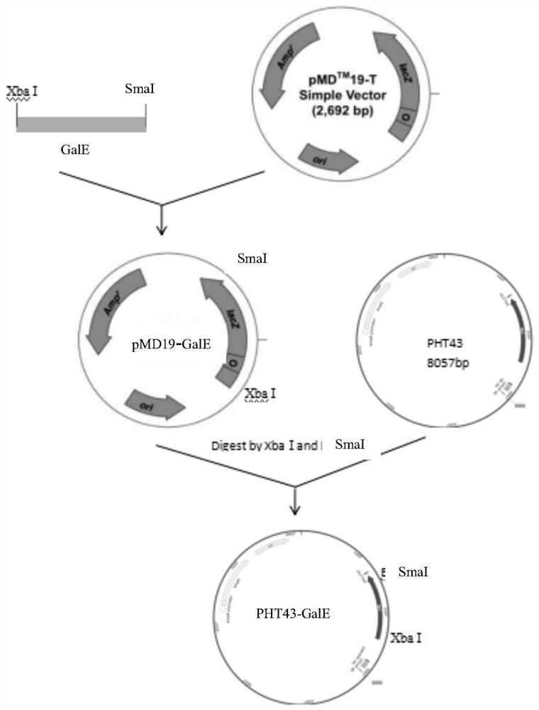 A method for expressing and preparing udp-glucose-4-epimerase