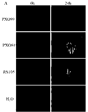 Inducible promoter for pathogenic bacteria of rice