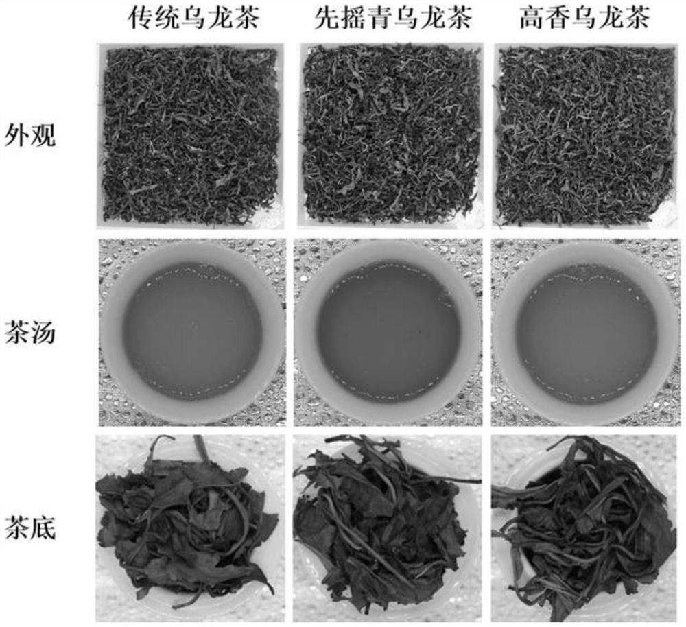 High-aroma oolong tea processing method based on tree body abiotic stress