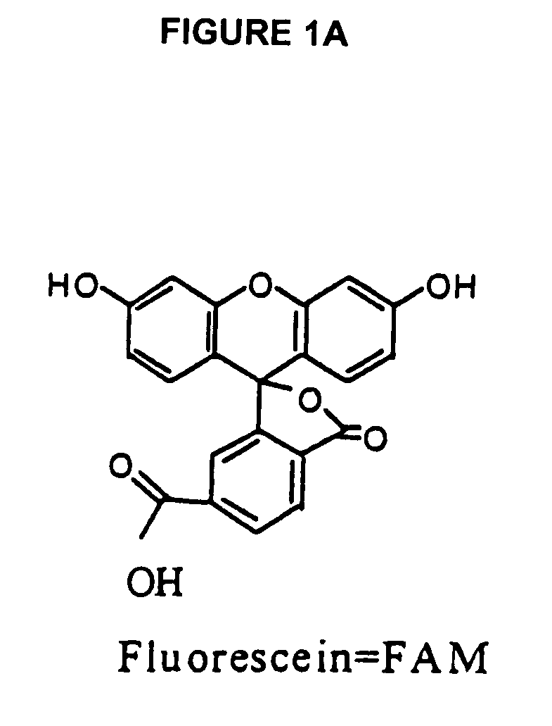 Fluorescence energy transfer probes with stabilized conformations