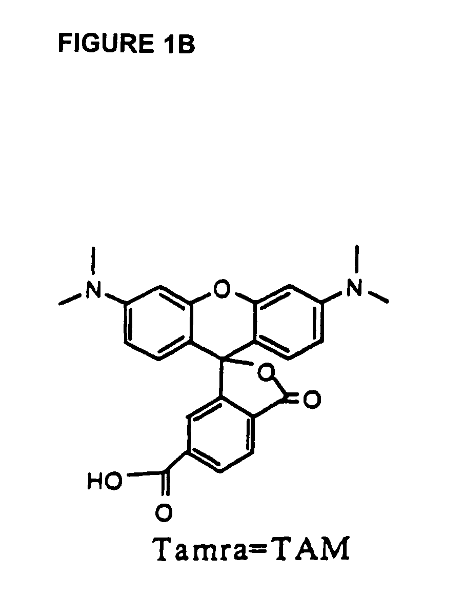 Fluorescence energy transfer probes with stabilized conformations