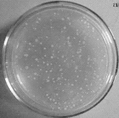 Method for preparing nano silver particles by using plant extract for reduction, and application of method