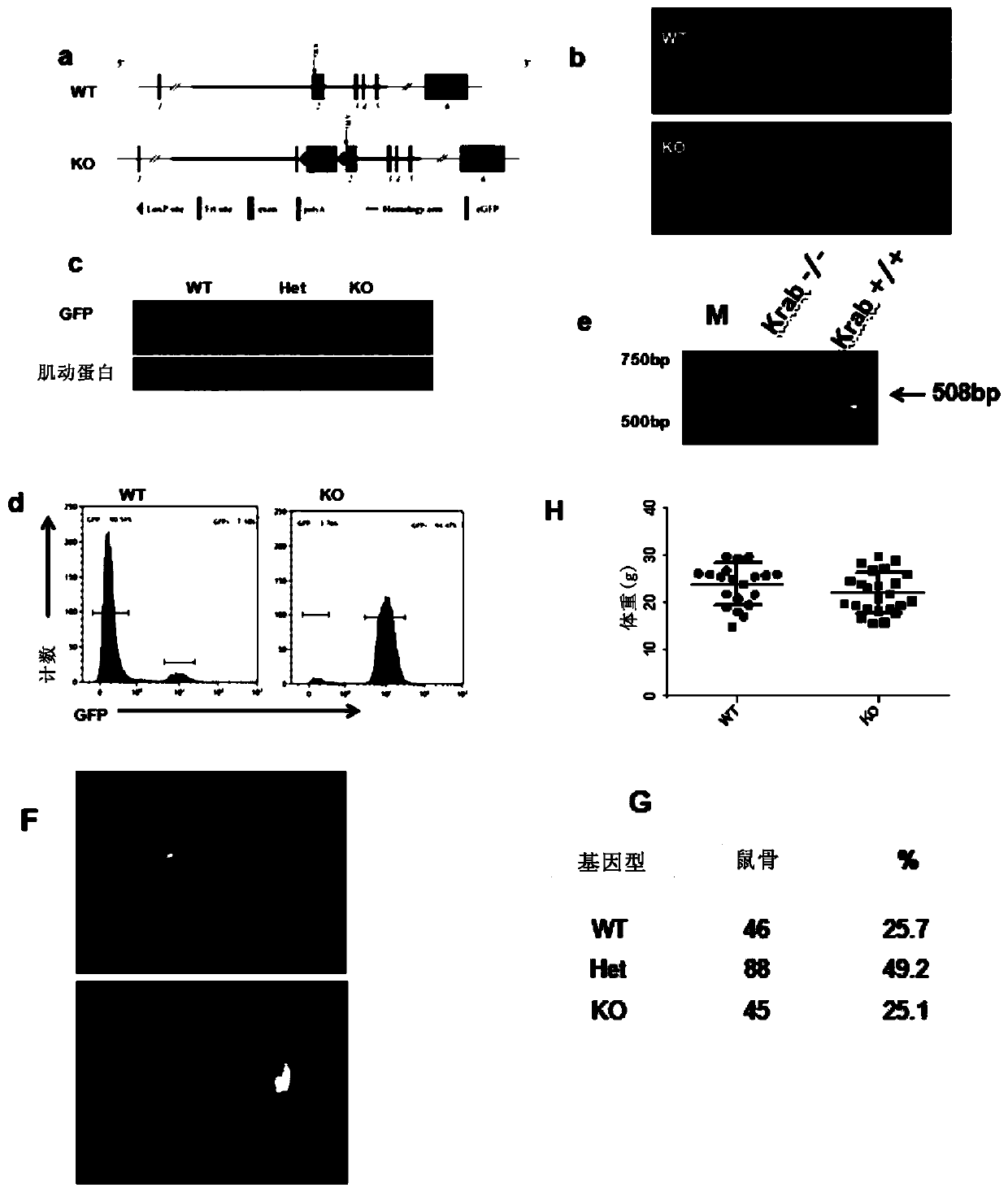 Application of zkscan3 gene or protein inhibitor thereof in tumor therapy