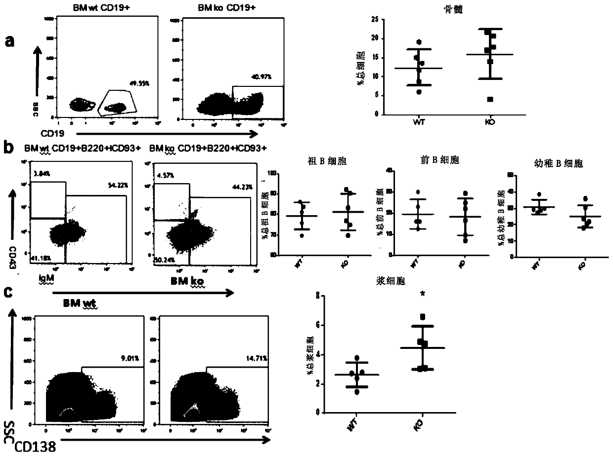 Application of zkscan3 gene or protein inhibitor thereof in tumor therapy