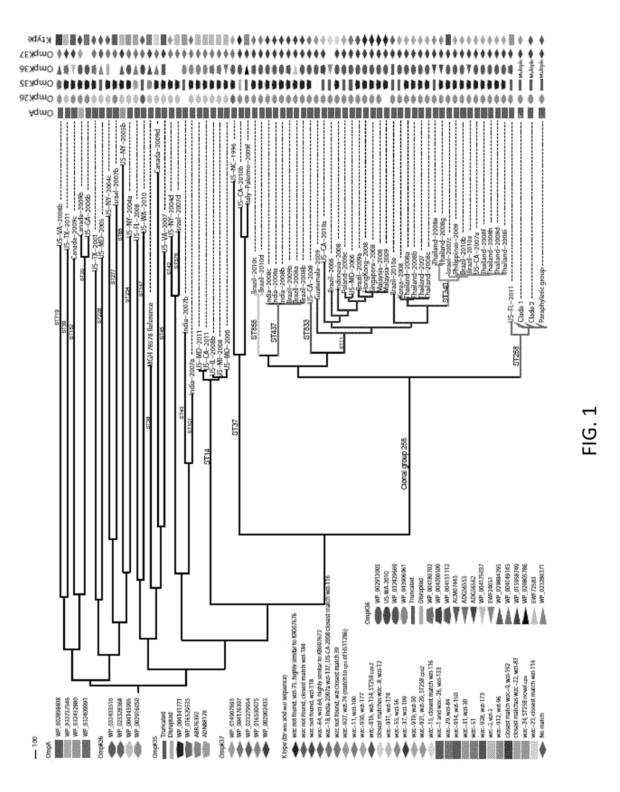 Methods and kits to identify klebsiella strains