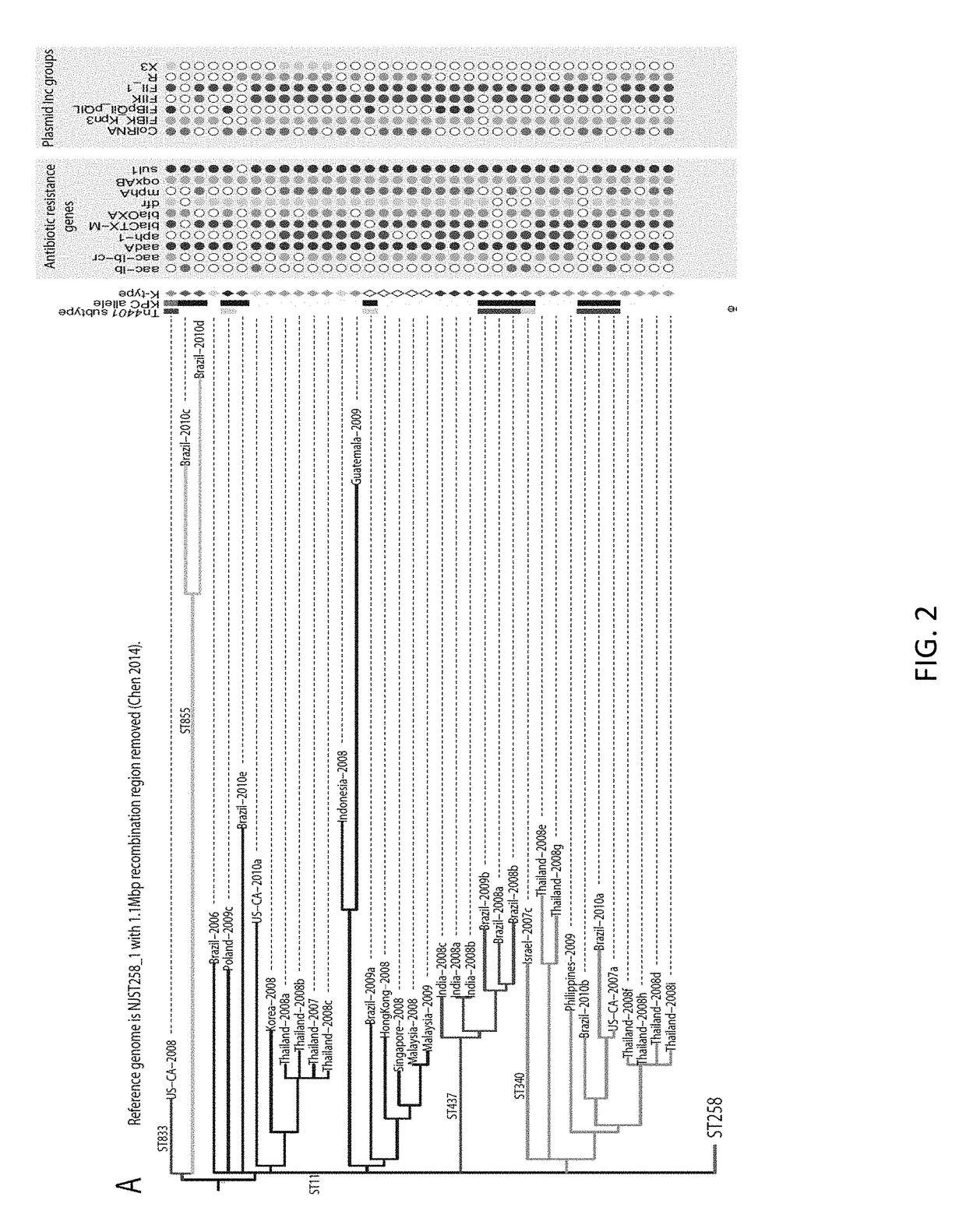 Methods and kits to identify klebsiella strains