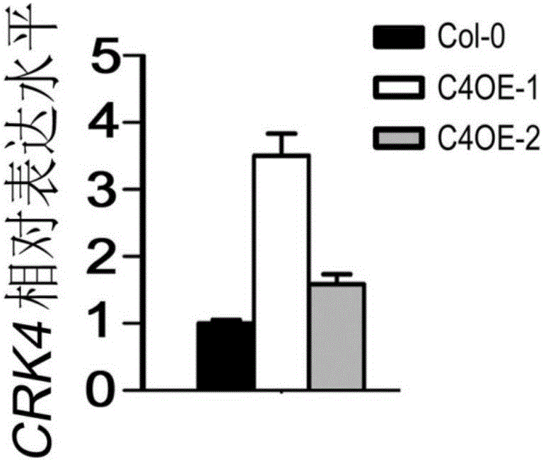 CRK4 protein and application of coded gene thereof in regulating and controlling growth of plant stems and leaves