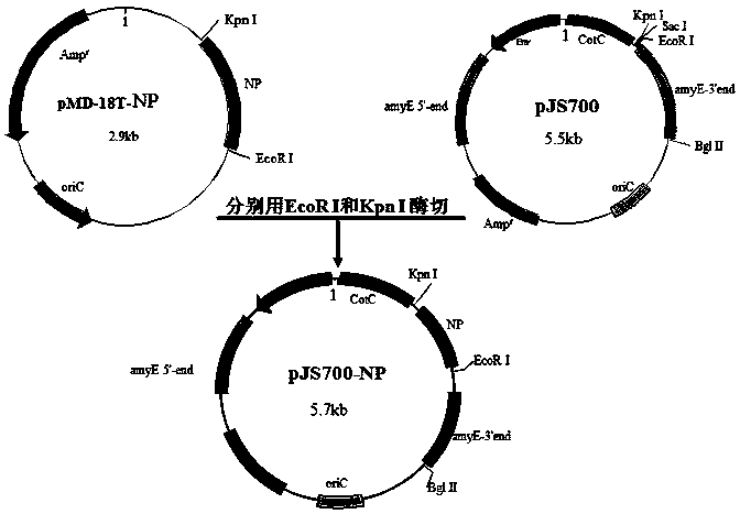 A preparation method of oral recombinant nutritional polypeptide supplementing human essential amino acids