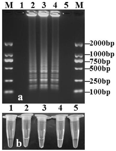 LAMP detection primer for detecting C. gloeosporioides in olive tissue