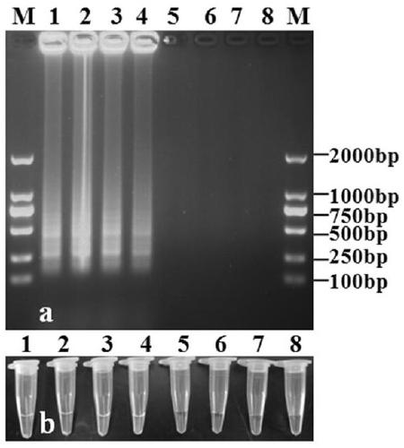 LAMP detection primer for detecting C. gloeosporioides in olive tissue