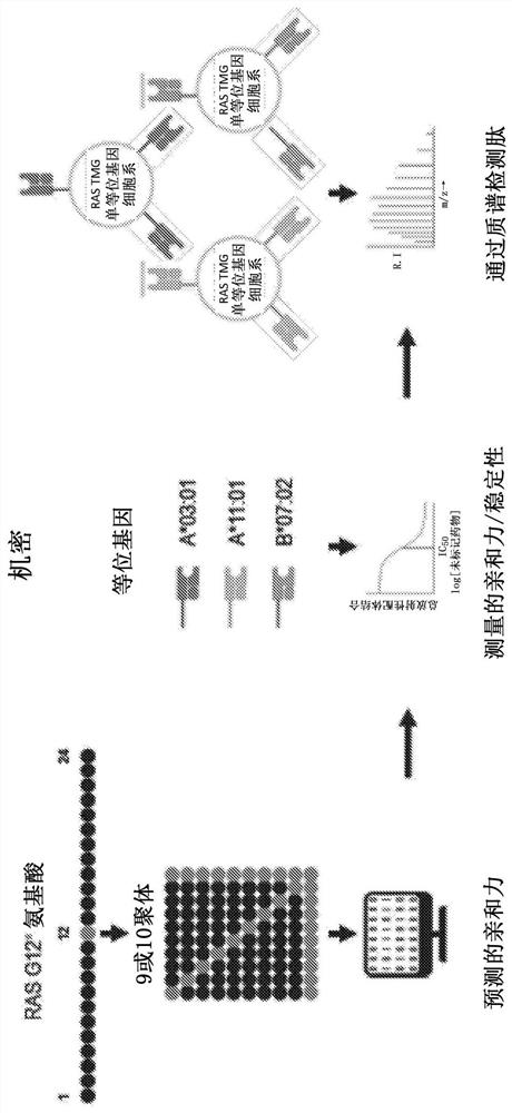 Compositions and methods for targeting mutant ras