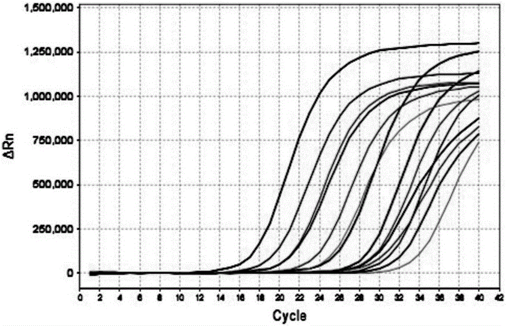 JC virus detection method, kit and application of kit