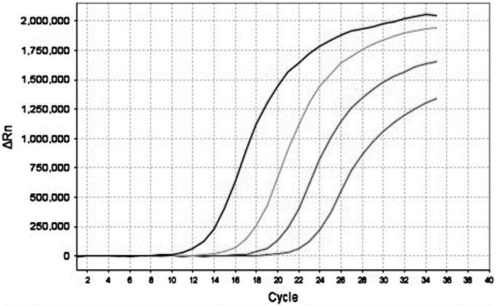 JC virus detection method, kit and application of kit