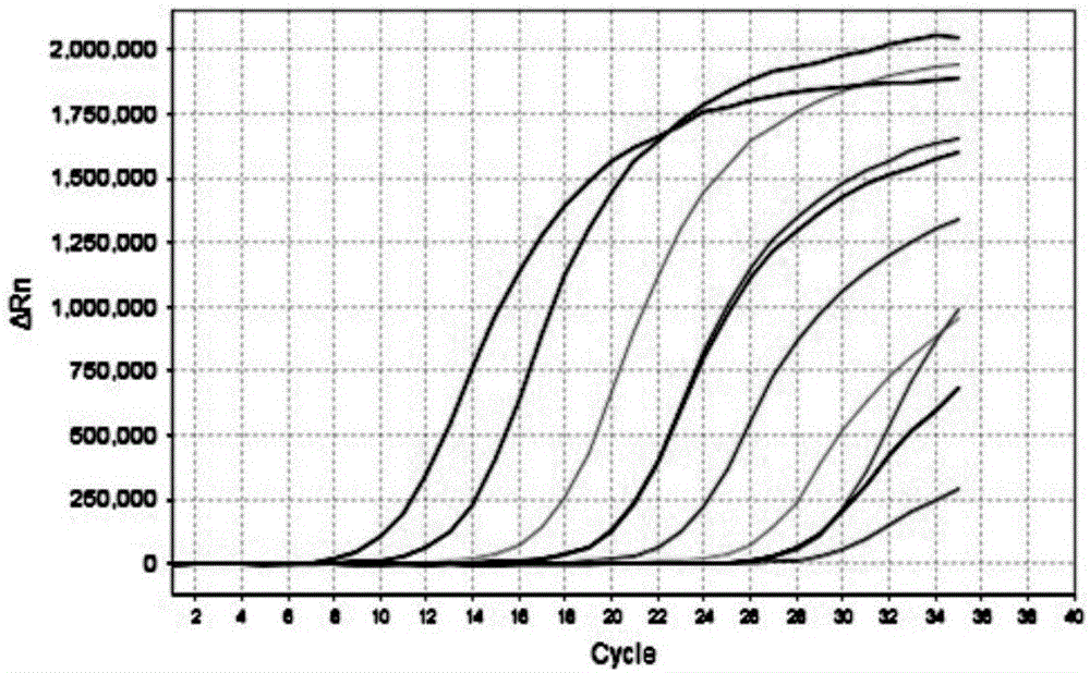 JC virus detection method, kit and application of kit