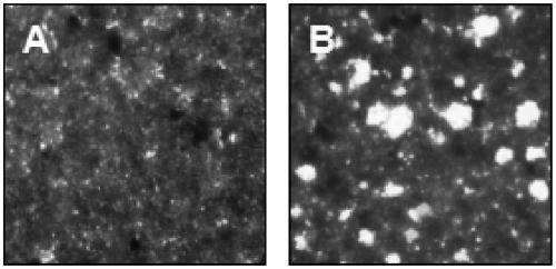 Cell culture plate for analyzing biological function of bone