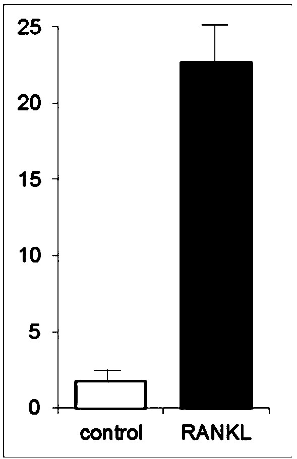 Cell culture plate for analyzing biological function of bone